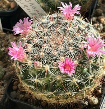 Preview: Mammillaria jaliscana